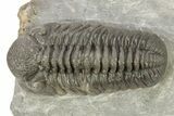 Prone Morocops Trilobite - Ofaten, Morocco #273419-1
